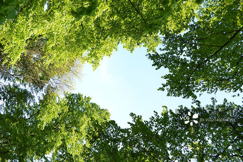 树冠上的洞图片素材