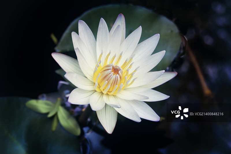 醒目的白色莲花图片素材