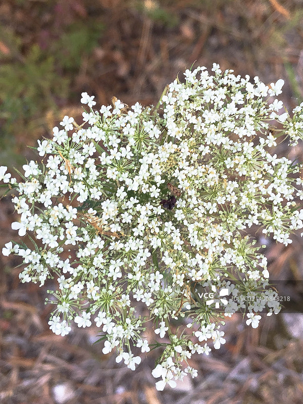 帕克索斯岛上的奇特花朵图片素材