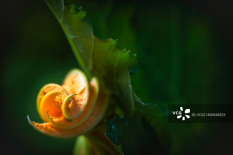 西葫芦图片素材