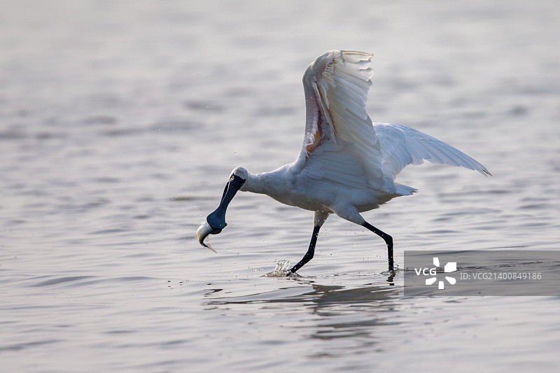 黑脸琵鹭捕鱼图片素材