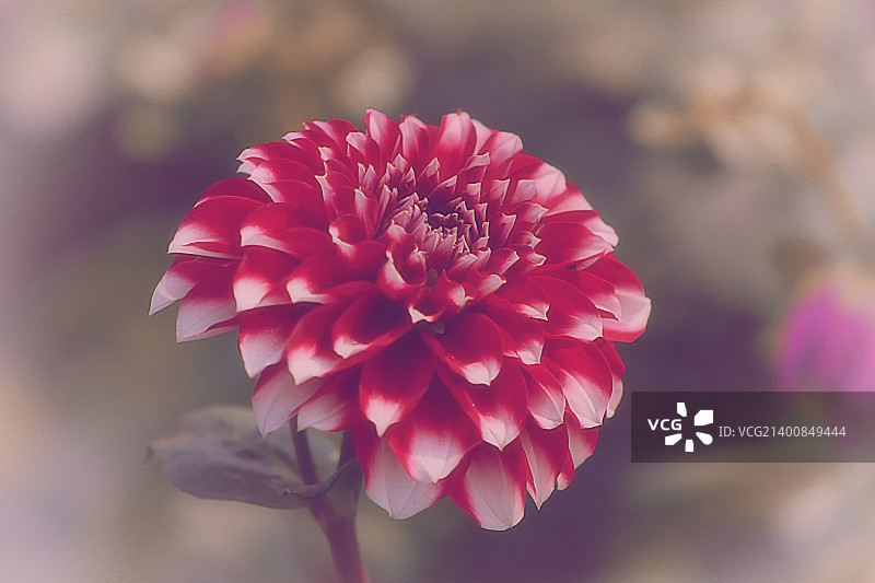 红色和白色图片素材