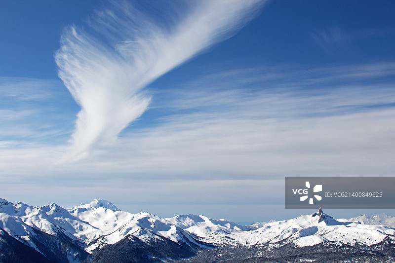 蓝知更鸟图片素材