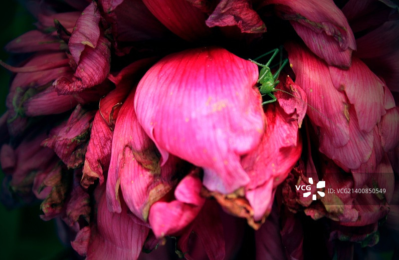 栖息在粉色花朵上的蚱蜢图片素材