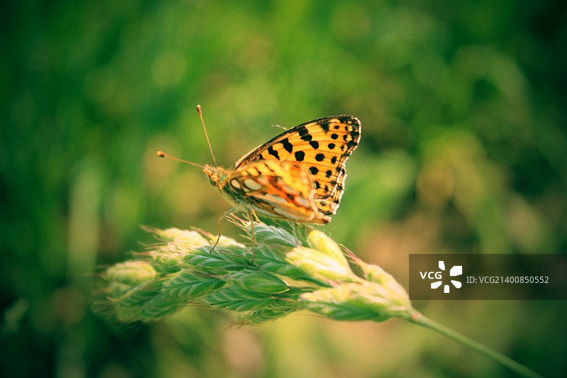 草叶上的棕色蝴蝶图片素材