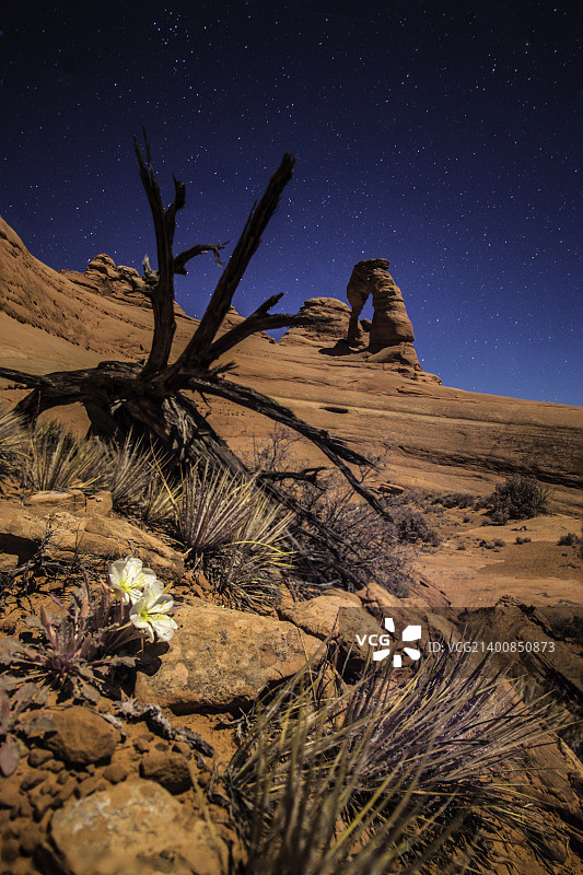 精致拱门和月季花图片素材