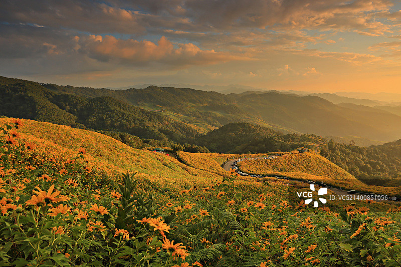 泰国夜丰颂的向日葵图片素材