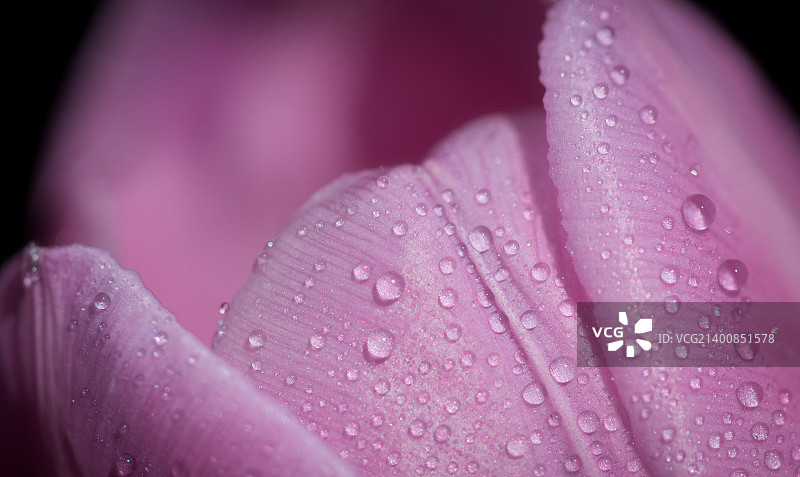 粉红色的图片素材