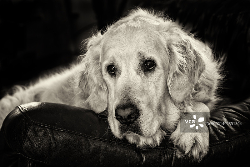 灰背隼图片素材