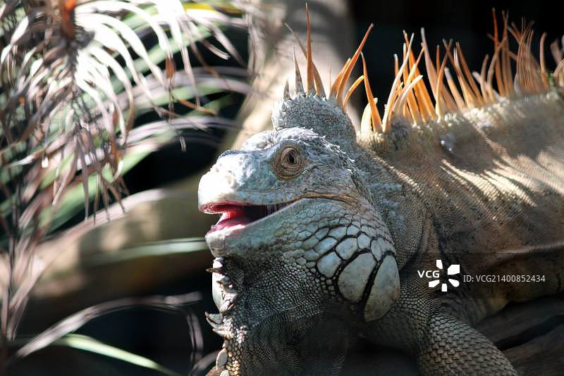 鬣蜥特写图片素材