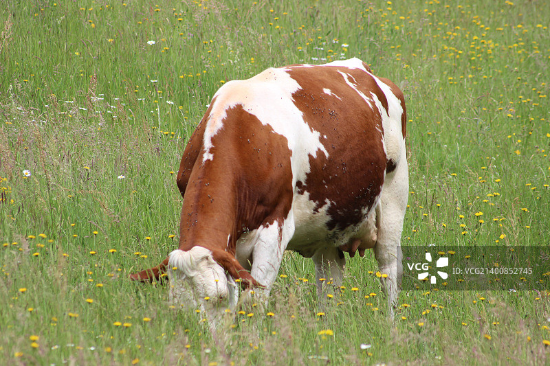 春天牧场上的奶牛图片素材
