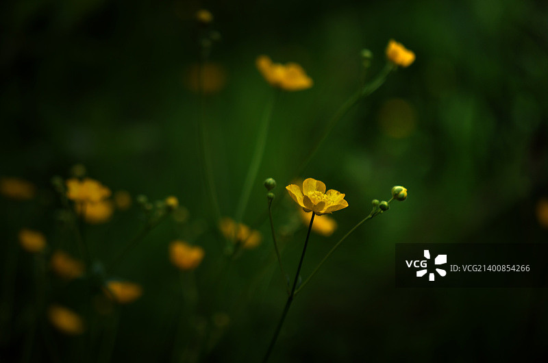 毛茛属植物图片素材