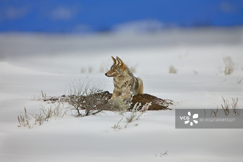 躺在枕头上图片素材