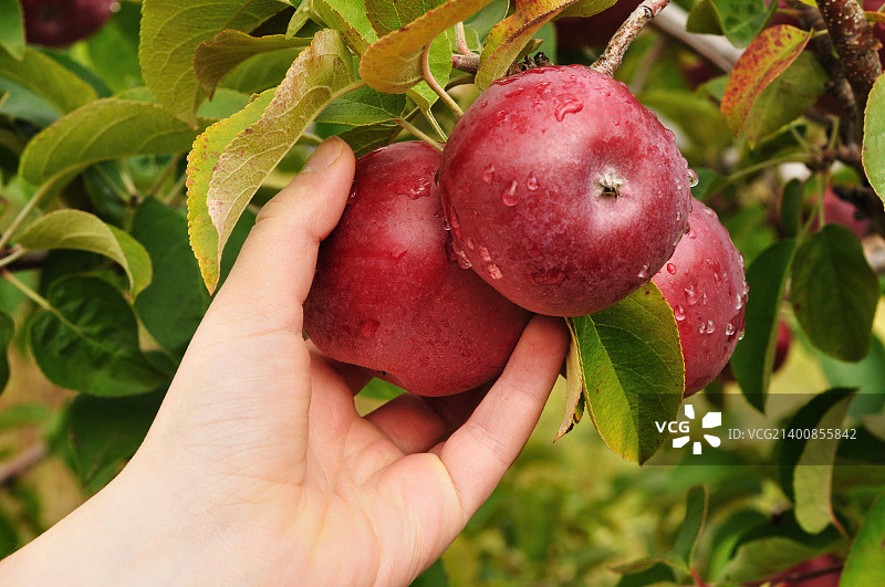 手摘苹果图片素材
