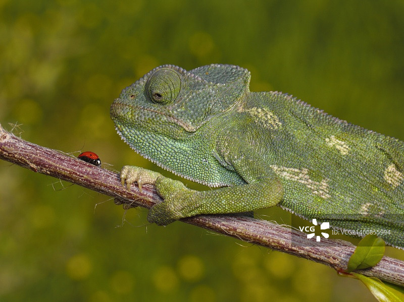 安徒生童话故事图片素材
