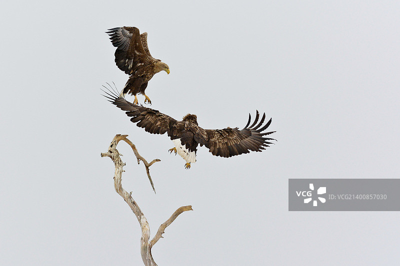 接管分公司图片素材