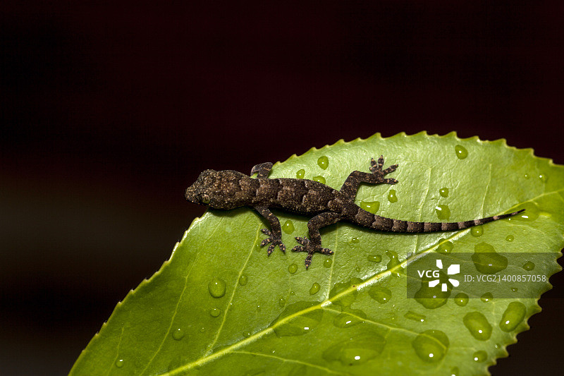 小壁虎图片素材