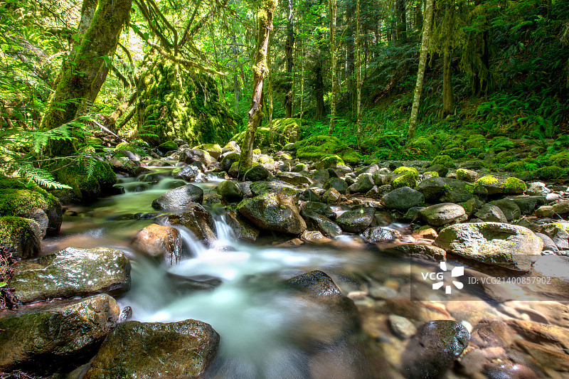 原始森林图片素材