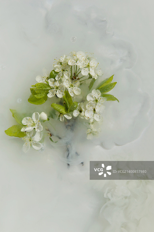 银河之花图片素材