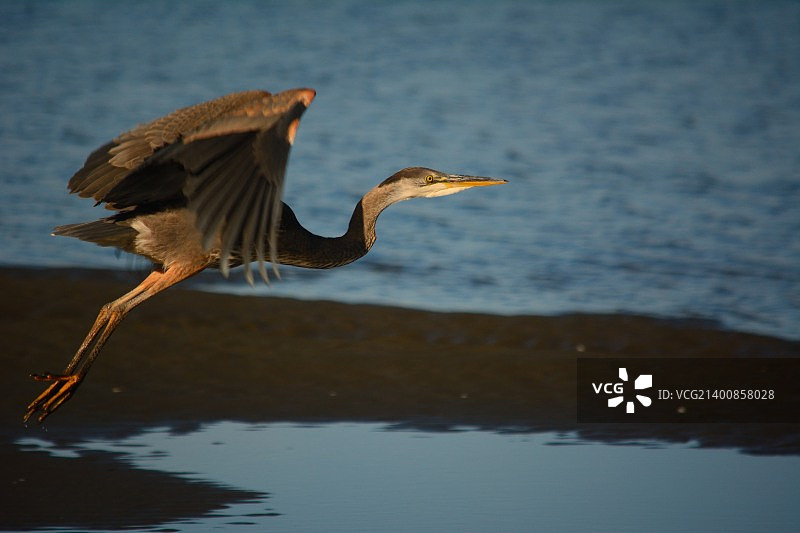 蓝色苍鹭2图片素材