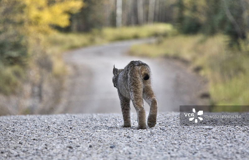落基山猞猁图片素材