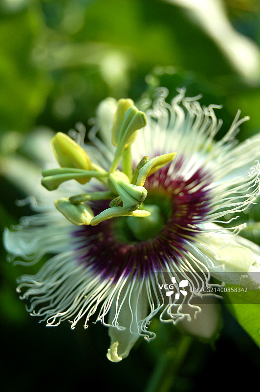 西番莲图片素材