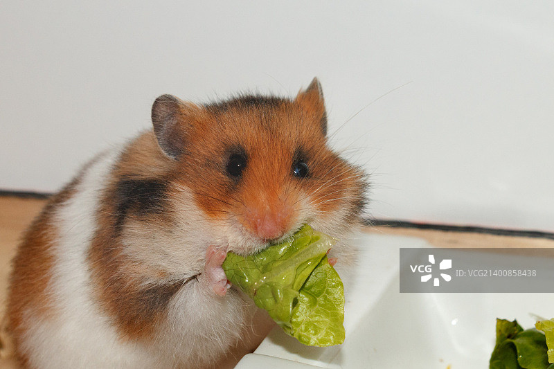 IMG_0266.jpg图片素材