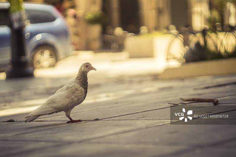 扎金索斯旅游图片素材