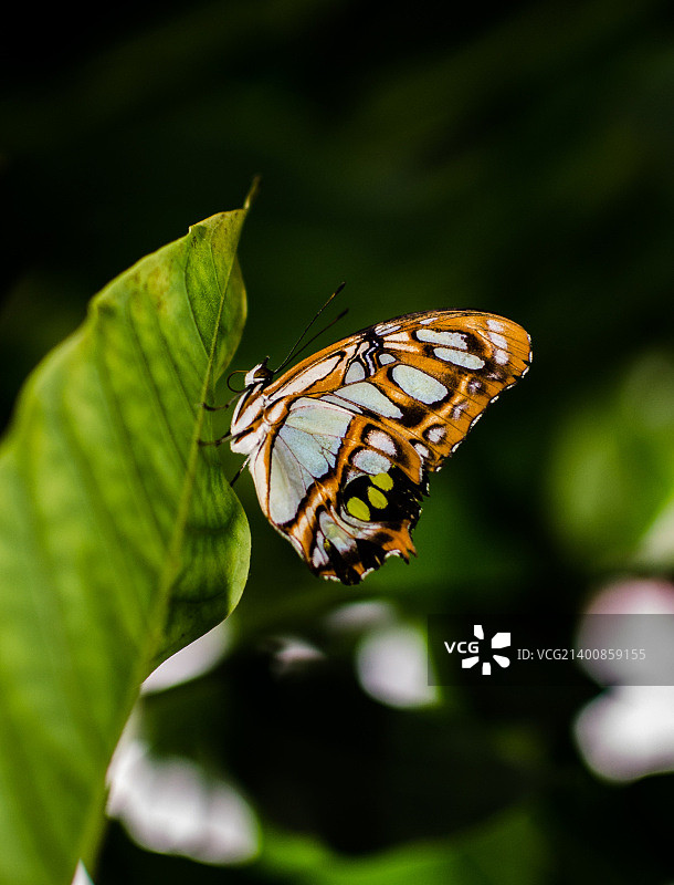 惠普斯奈德动物园图片素材