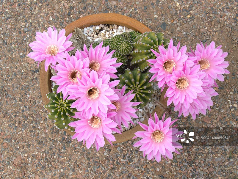 大花량검환图片素材