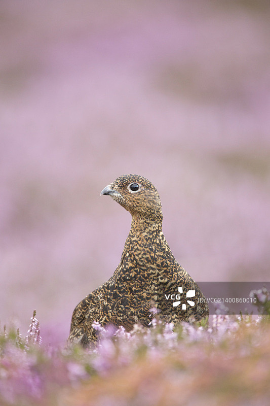石楠丛中向前看的红雷鸟图片素材