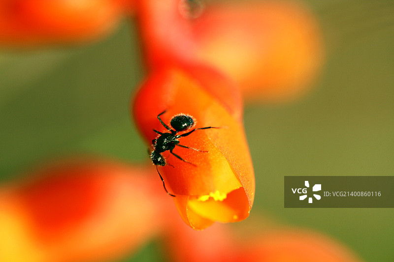 小蚂蚁图片素材