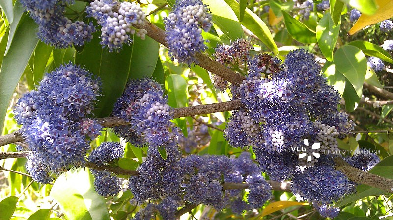 紫色范围图片素材