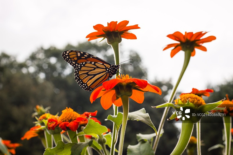 帝王蝶正在享用午餐图片素材