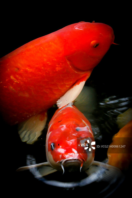 彩色锦鲤图片素材