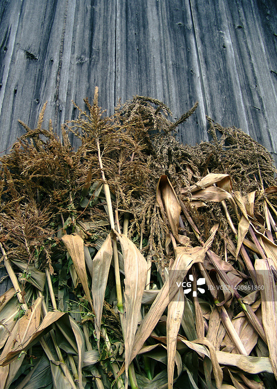 玉米秸秆图片素材