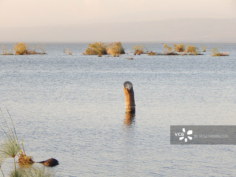 河马湖鸟类黑白风光图片素材