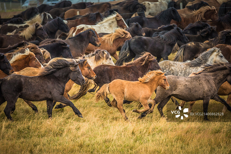 冰岛马图片素材
