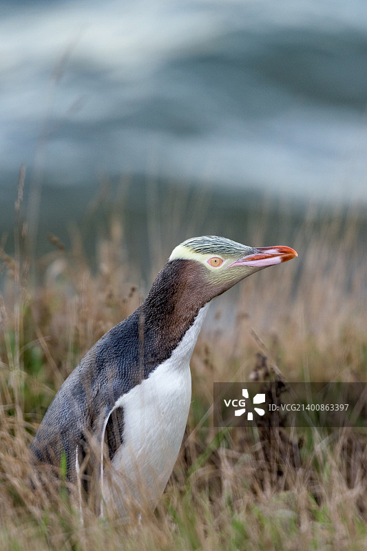 黄眼企鹅4图片素材