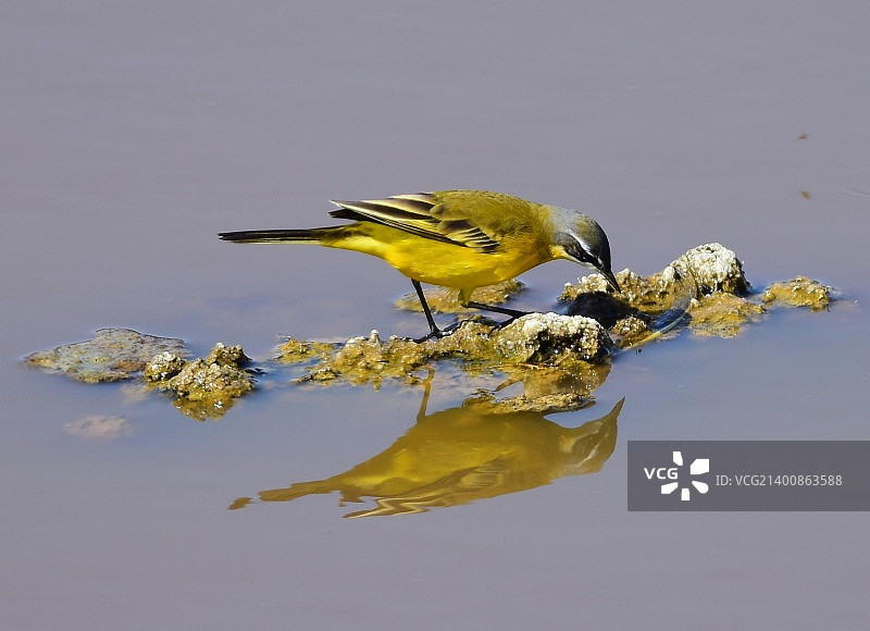黄鹡鸰图片素材
