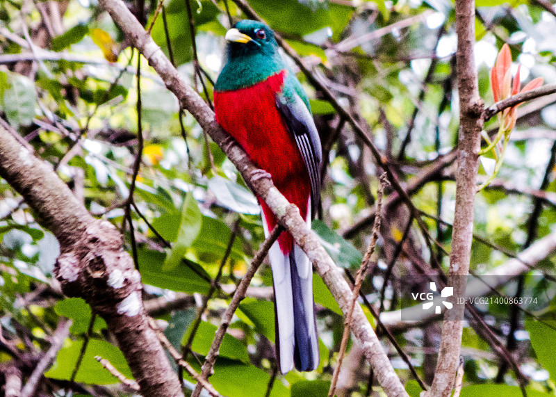 纳里纳咬鹃图片素材