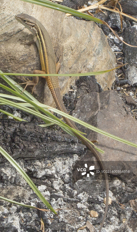 大沙蜥图片素材