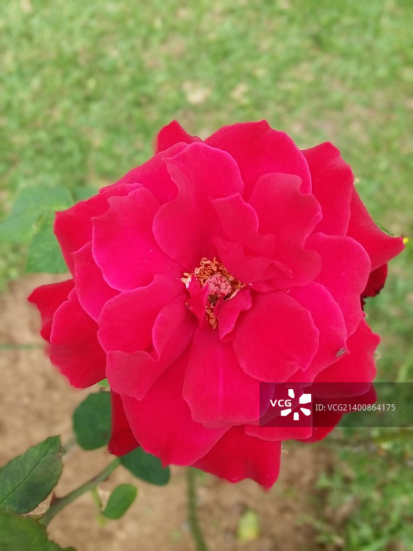 巴西孔塞桑杜阿拉瓜亚图片素材