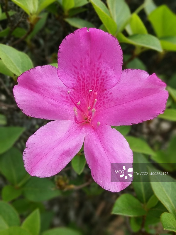 巴西孔塞桑杜阿拉瓜亚图片素材