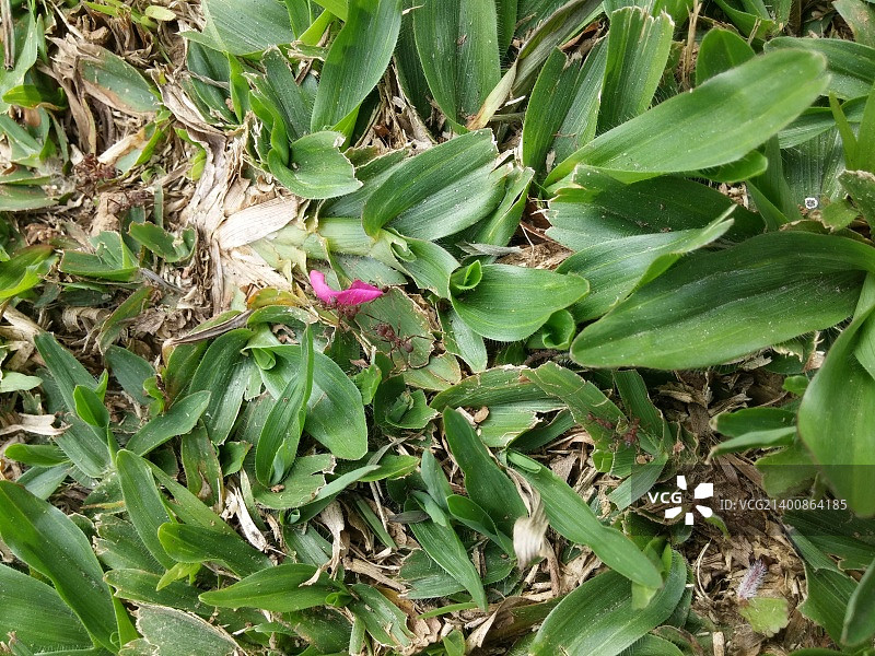 巴西孔塞桑杜阿拉瓜亚图片素材