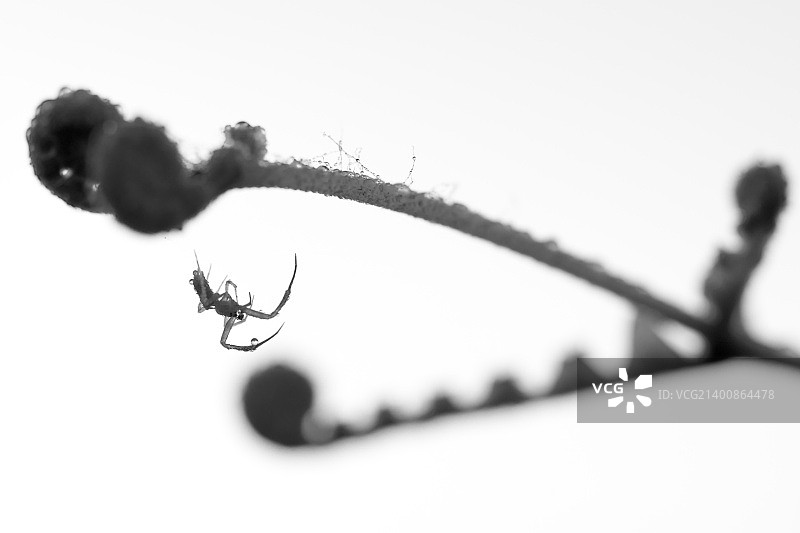 蜘蛛在蕨类植物间玩体操球图片素材