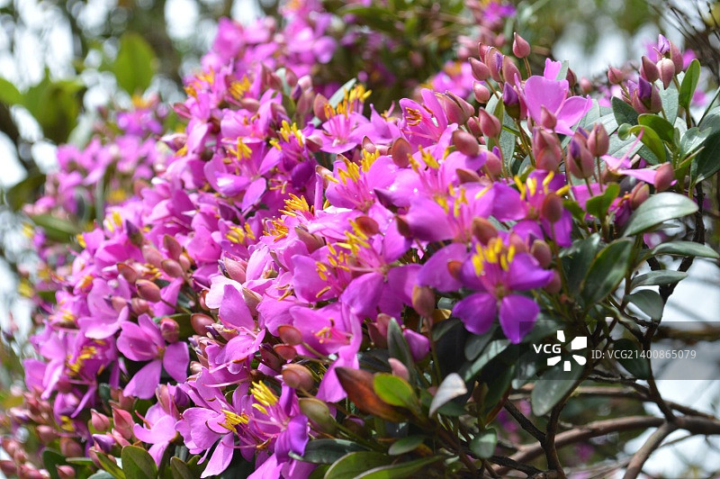 胡宁，哥伦比亚图片素材