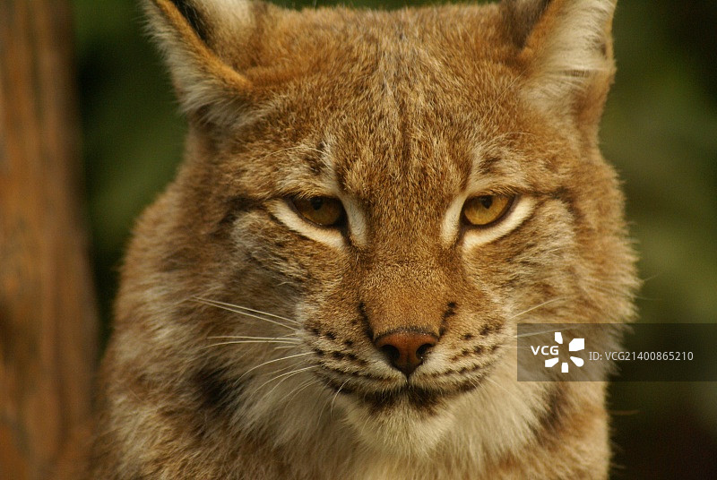 波兰扎莫希奇图片素材