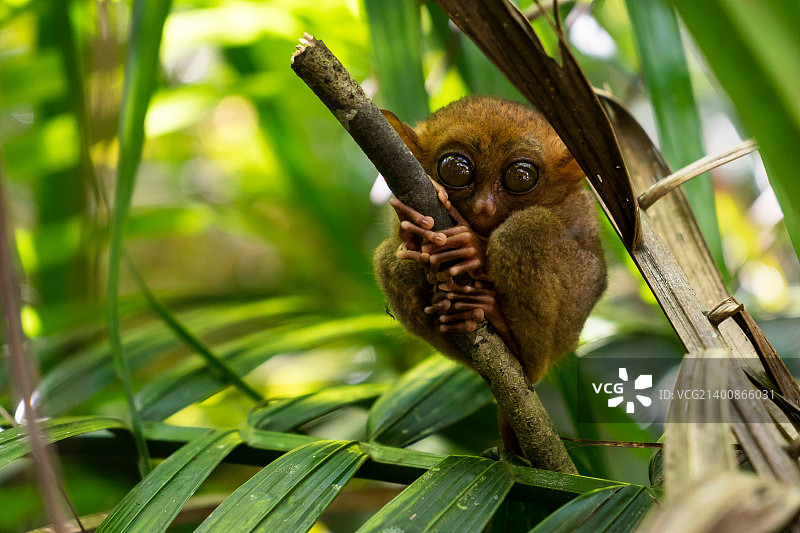 眼镜猴.jpg图片素材