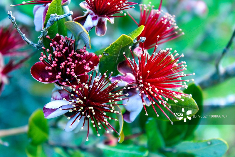 斐济果树图片素材